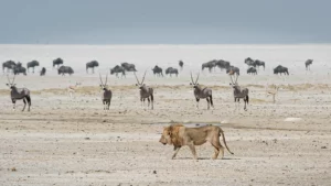 Namibia tra deserti e wildlife
