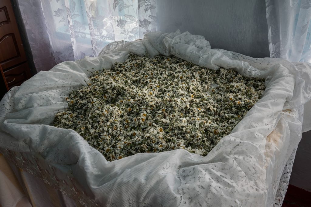 Camomilla stesa ad essiccare a casa di Ivanka tra i Molocani in Armenia