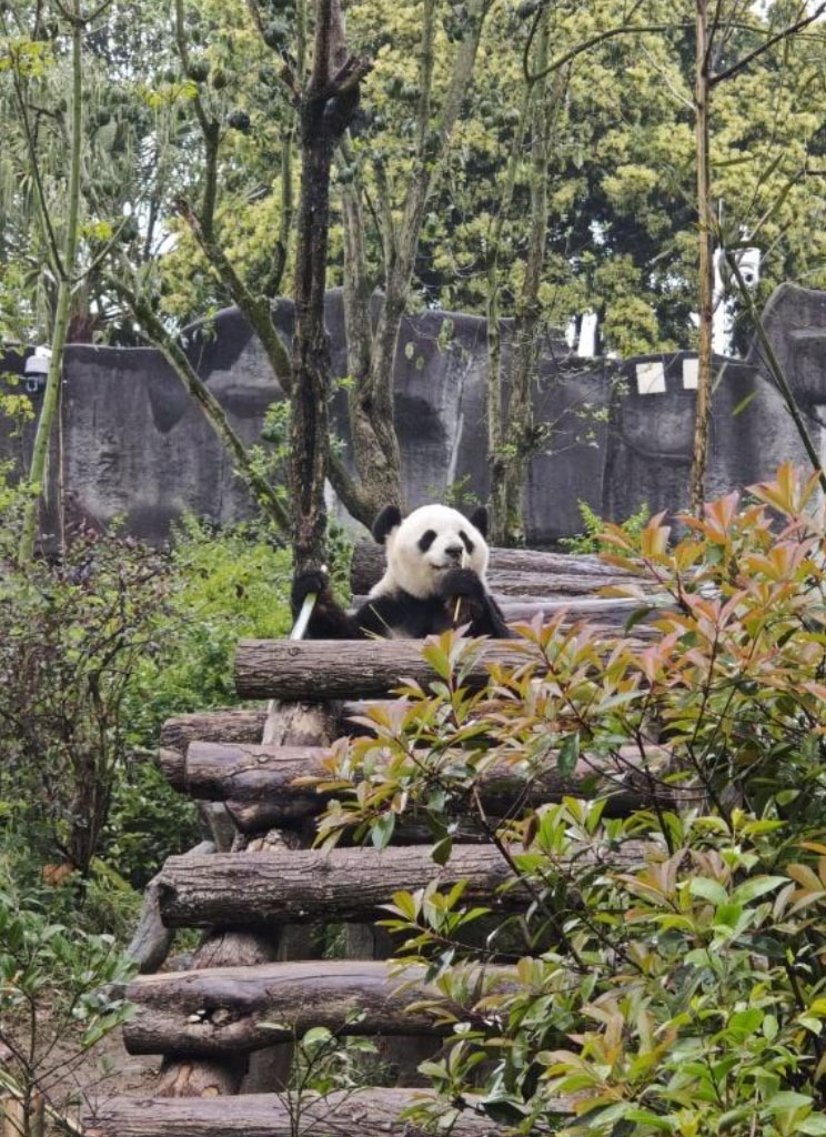 Un panda nel suo habitat